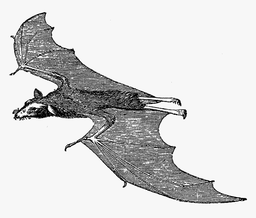 Scary Halloween Bat Images - Illustration, HD Png Download, Free Download