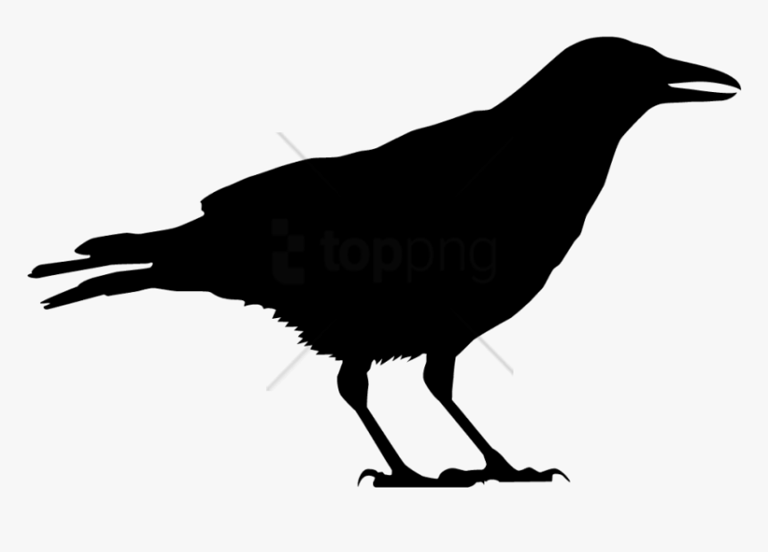 Bird American Crow Clip Art Common Raven - Black And White Crow Png, Transparent Png, Free Download