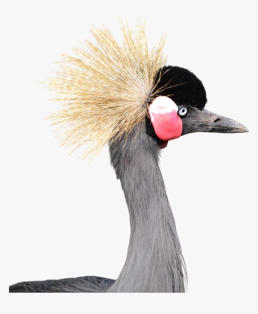 Grey Crowned Crane White Background, HD Png Download, Free Download