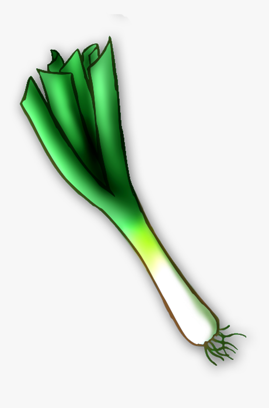 Leek Png, Transparent Png, Free Download