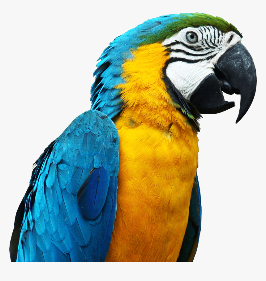 Large Parrot Head - Mavi Sarı Ara Papağanı, HD Png Download, Free Download