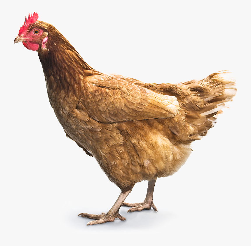 Chicken Png, Transparent Png, Free Download