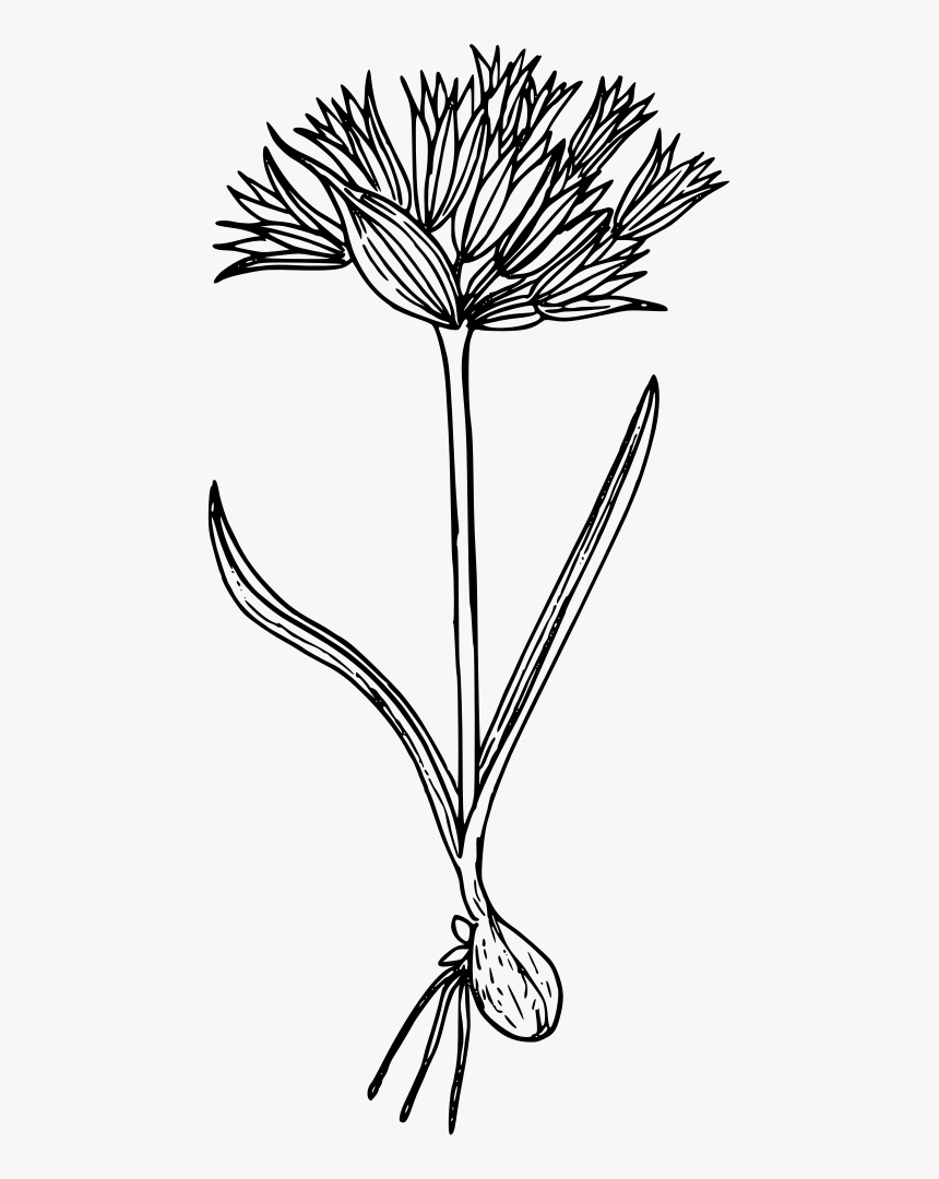 Blue Mountain Onion - Line Art, HD Png Download, Free Download