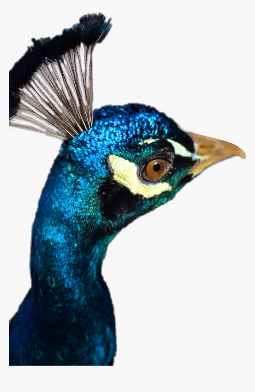 Peafowl, HD Png Download, Free Download