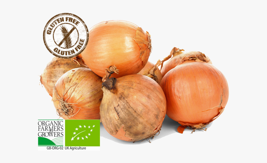 Facts About Onion For Kids, HD Png Download, Free Download