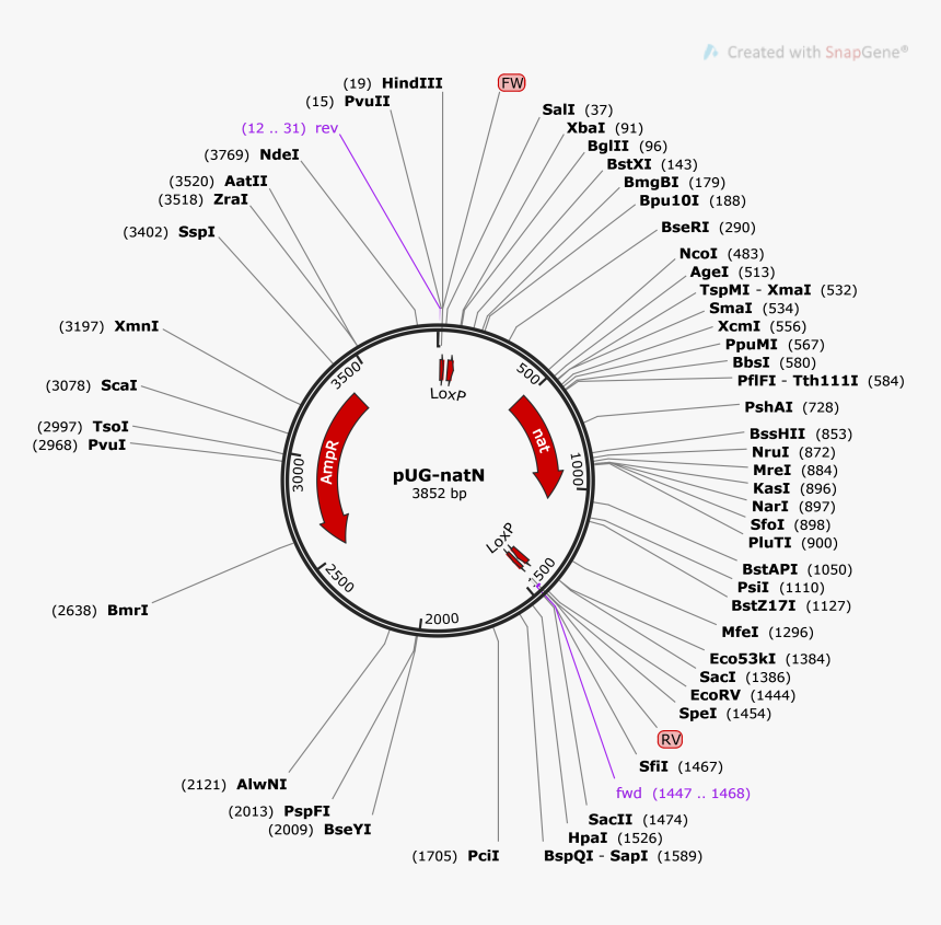 Pug 36 Vector Restriction Enzyme, HD Png Download, Free Download