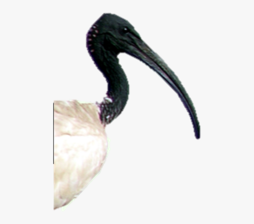 Ibis Png, Transparent Png, Free Download