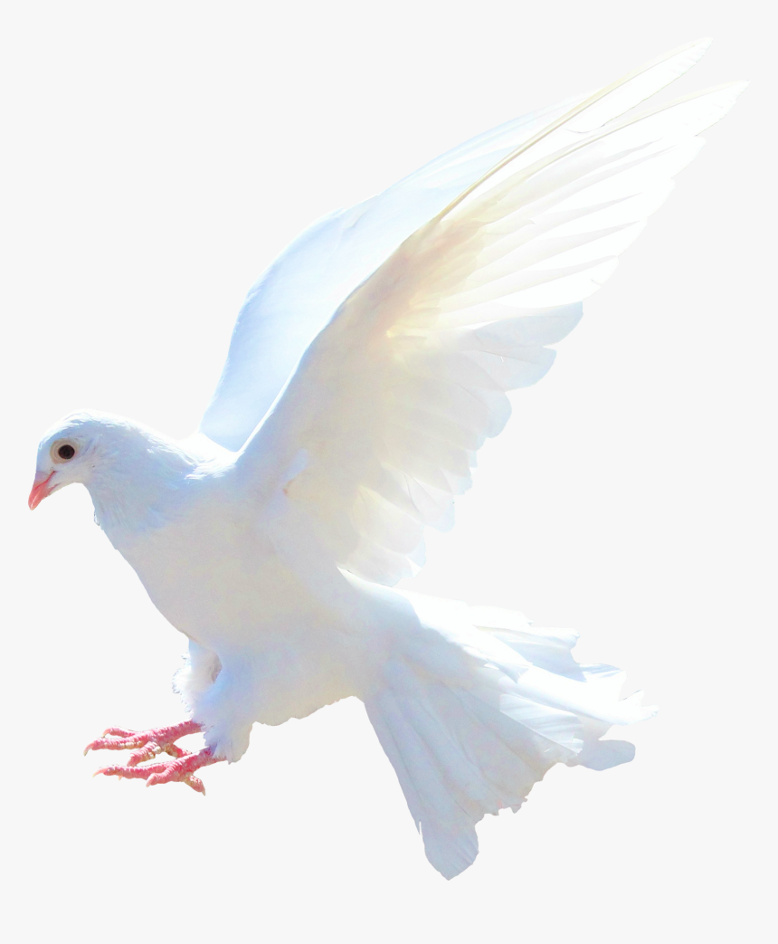 Dove Png Image, Transparent Png, Free Download