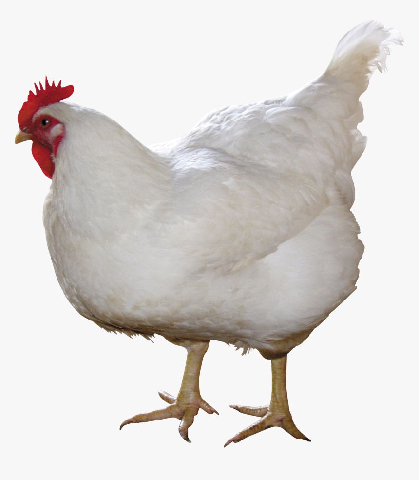 White Chicken With Red Head Standing, HD Png Download, Free Download