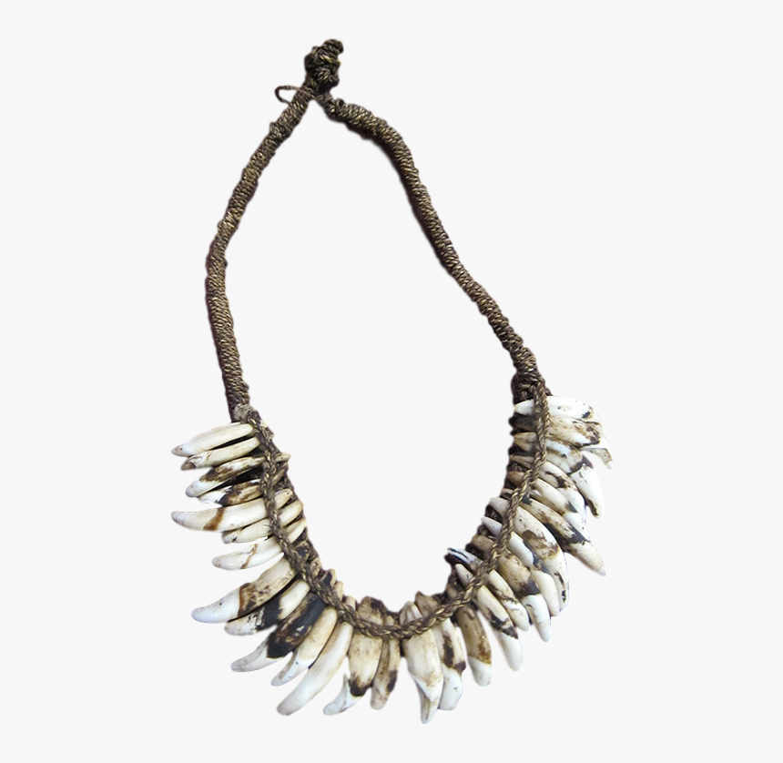 Asmat Dog Tooth - Necklace, HD Png Download, Free Download