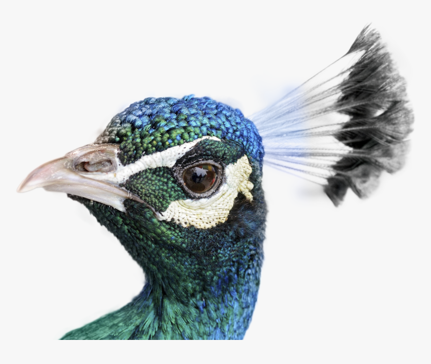 Peacock Cost, HD Png Download, Free Download