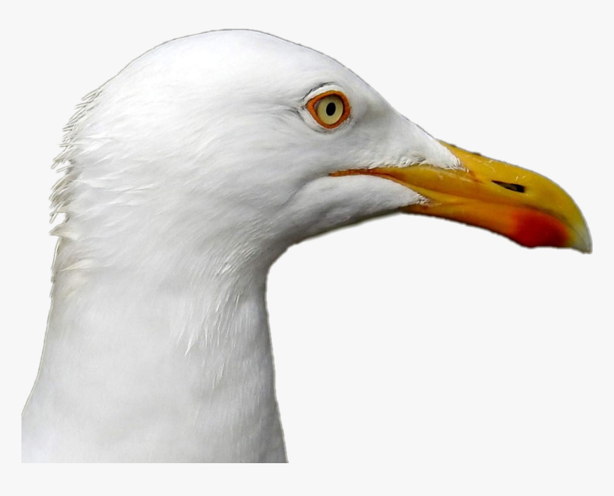 #seagull #head #bird - European Herring Gull, HD Png Download, Free Download
