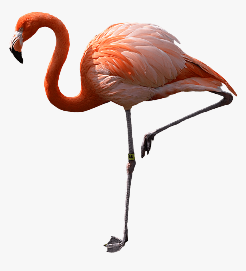 Flamingo Standing Left - Transparent Background Pink Flamingo, HD Png Download, Free Download