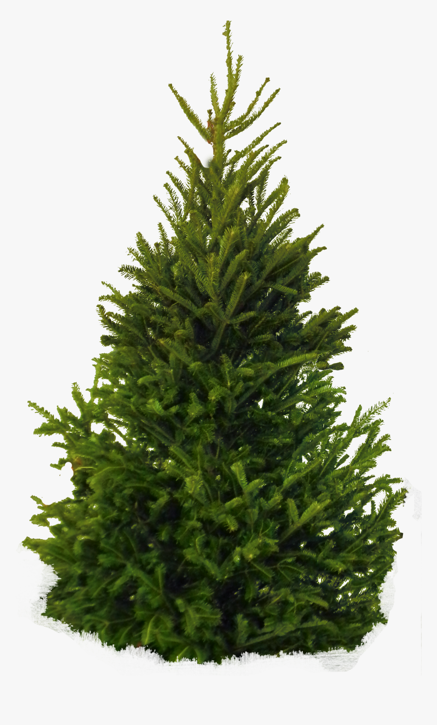 Fraser Fir Pine Balsam Fir Clip Art - Fir Tree Png, Transparent Png, Free Download