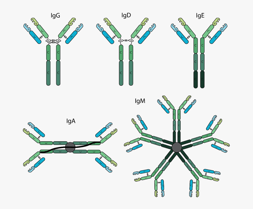 Structure Of Different Antibodies, HD Png Download, Free Download