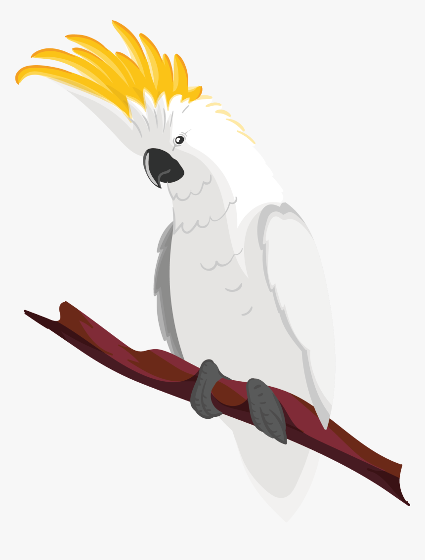 Transparent Cockatoo Png - Bird With Yellow Hair On Head, Png Download, Free Download