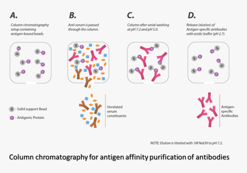 Transparent Antibody Png - Parallel, Png Download, Free Download