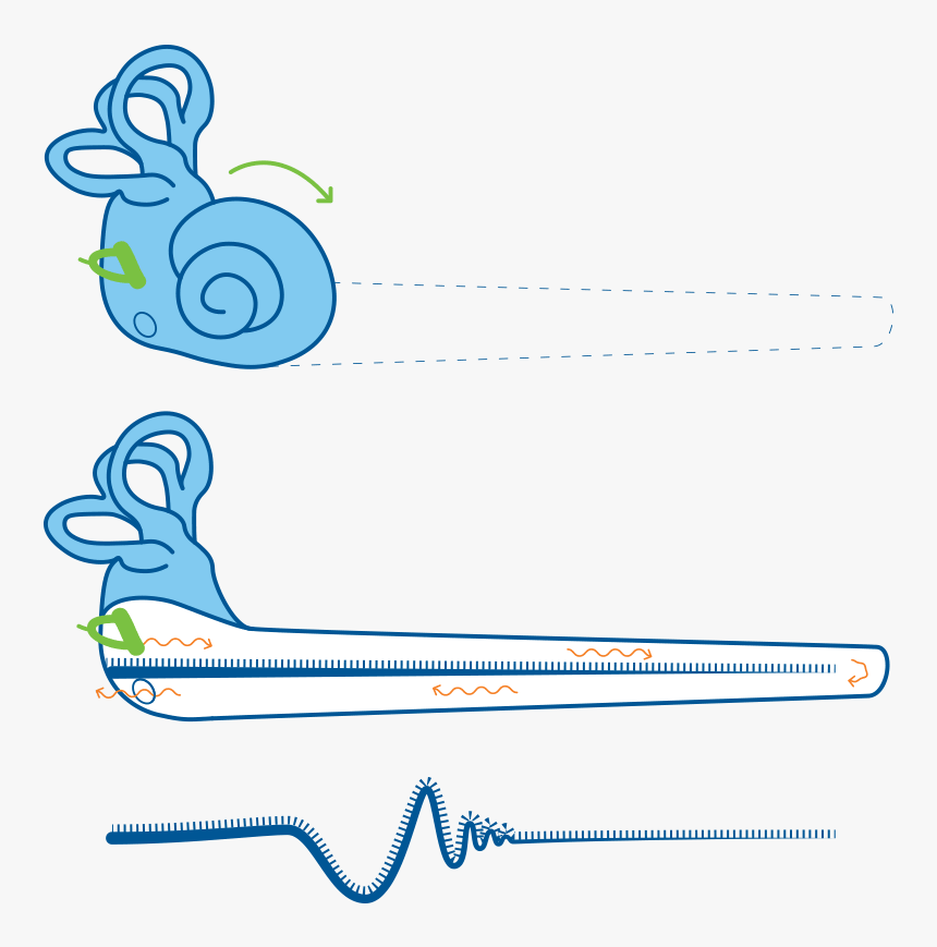 Clip Art - Anatomy Ear, HD Png Download, Free Download