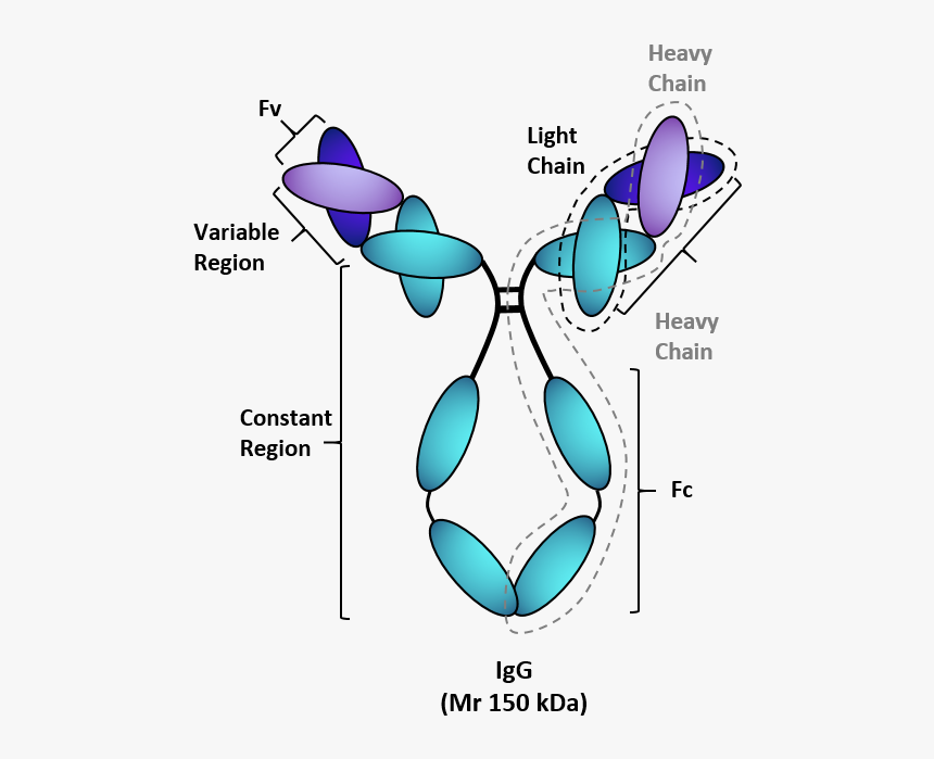 Tebu-bio"s Monoclonal Antibodies - Antibodies Fragments, HD Png Download, Free Download