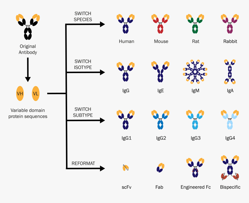 Antibody Fragment, HD Png Download, Free Download