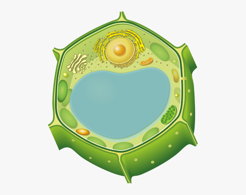 Вакуоль растительной клетки биология. Растительная клетка структура клетки вакуоль. Вакуоль растительной клетки строение.