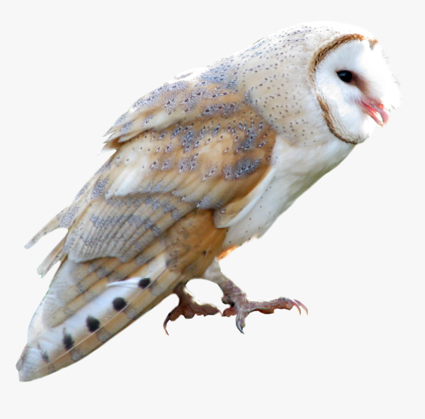 Owl Png - Barn Owl Transparent Background, Png Download, Free Download