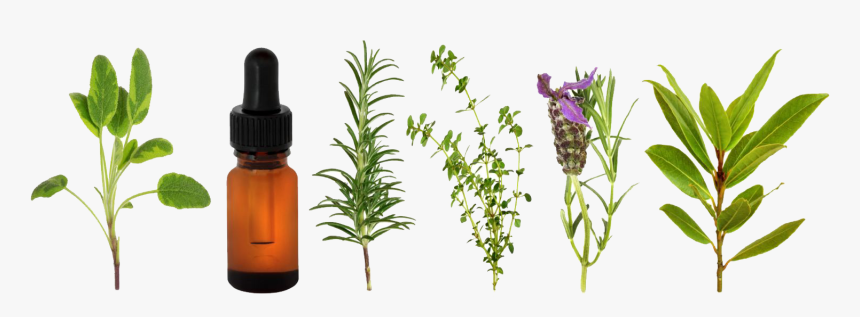 Indicamos Os Seguintes Sistemas Florais - Aromatherapy Plants, HD Png Download, Free Download