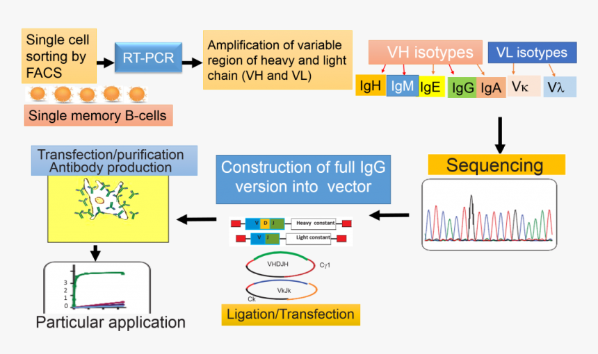 Overview Of Methodology Used For Single B-cell Antibody - Single B Cell Antibody Technologies, HD Png Download, Free Download