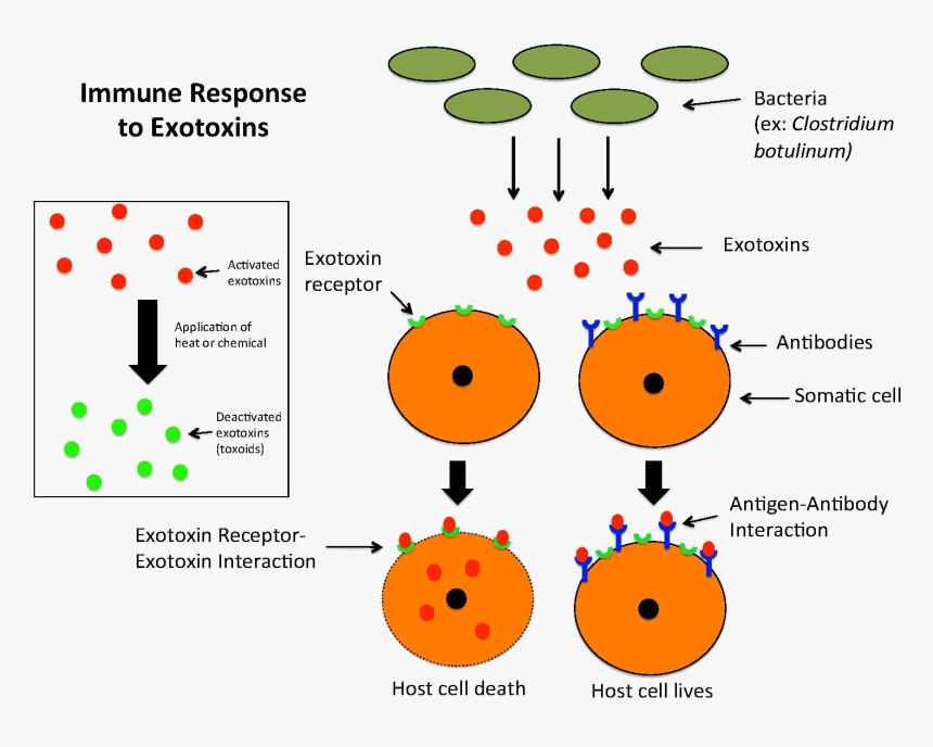 Immune Response To Exotoxins - Atoms And The Periodic Table Quiz, HD Png Download, Free Download