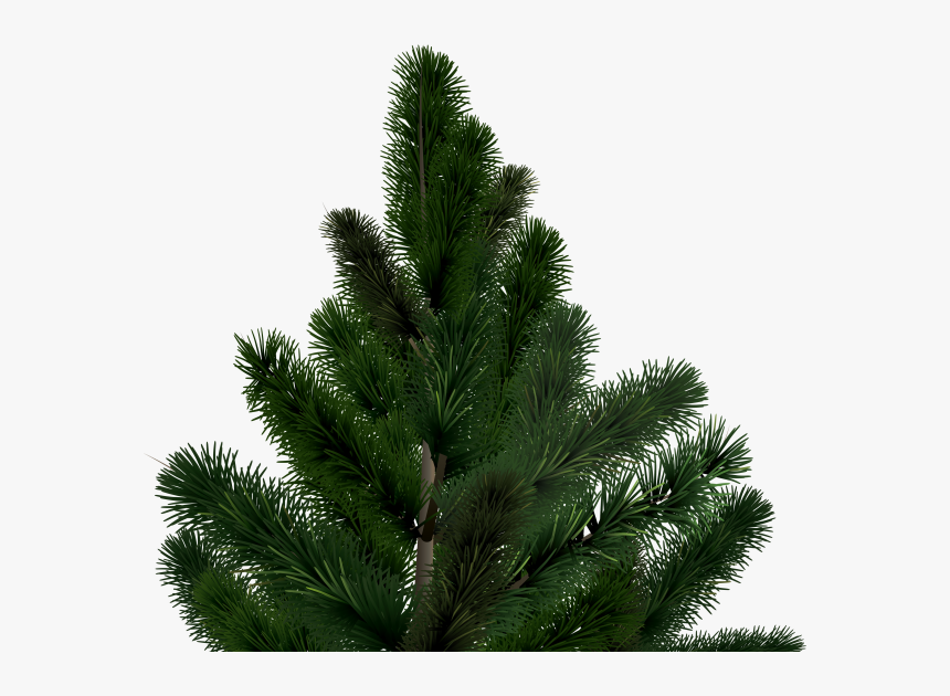 Fir Tree Free Png Image Download - Fir, Transparent Png, Free Download