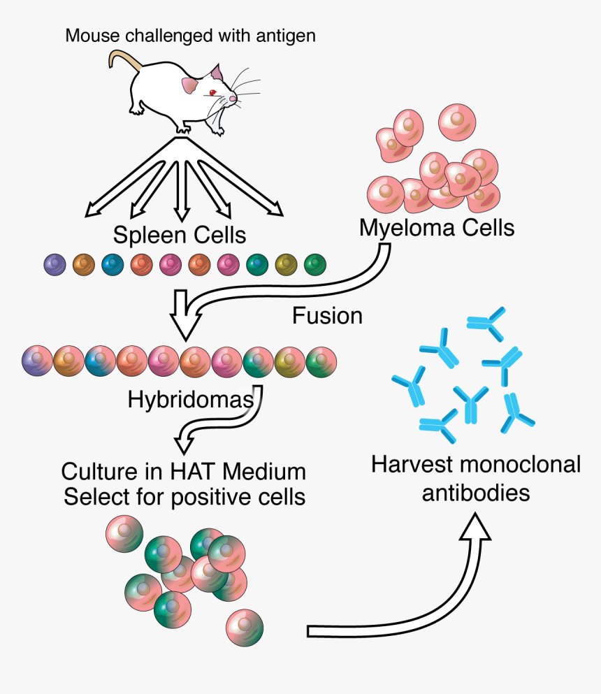 Monoclonal Antibodies Produced, HD Png Download, Free Download