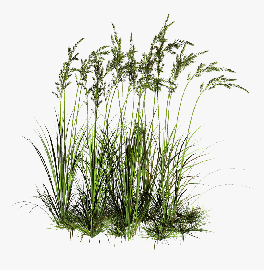 Transparent Grass Png - Water Plants Cut Out, Png Download, Free Download