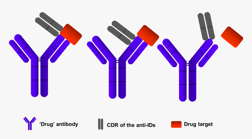 Elisa Assays Development - Anti Antibody, HD Png Download, Free Download