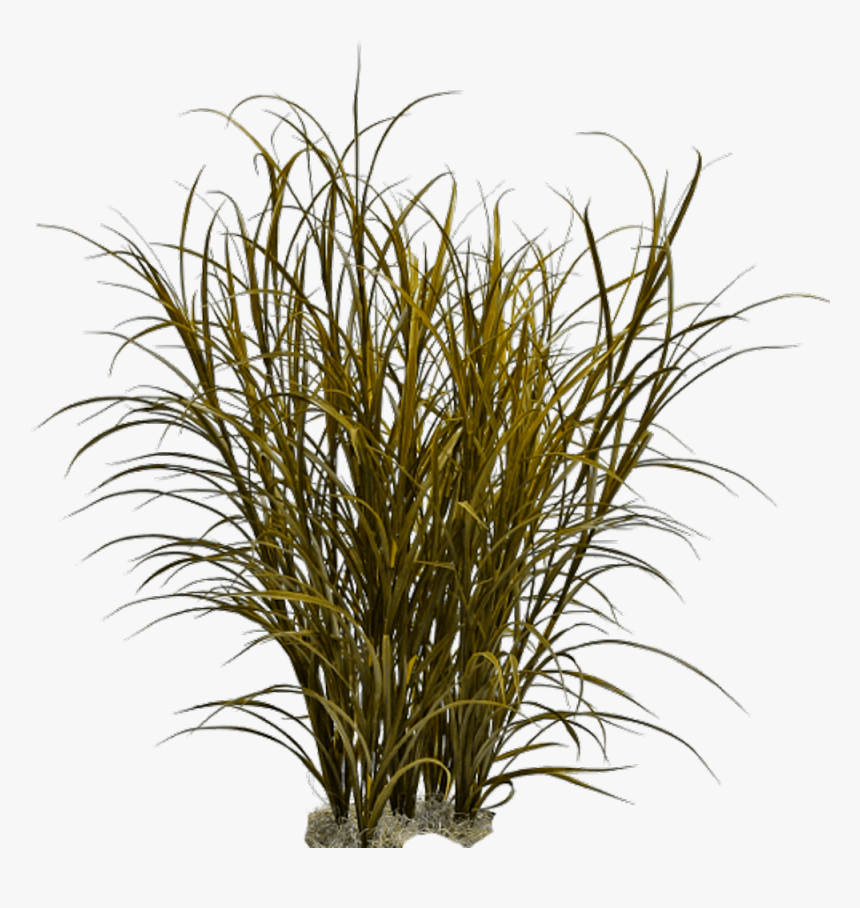 Ornamental Grass Png , Png Download, Transparent Png, Free Download