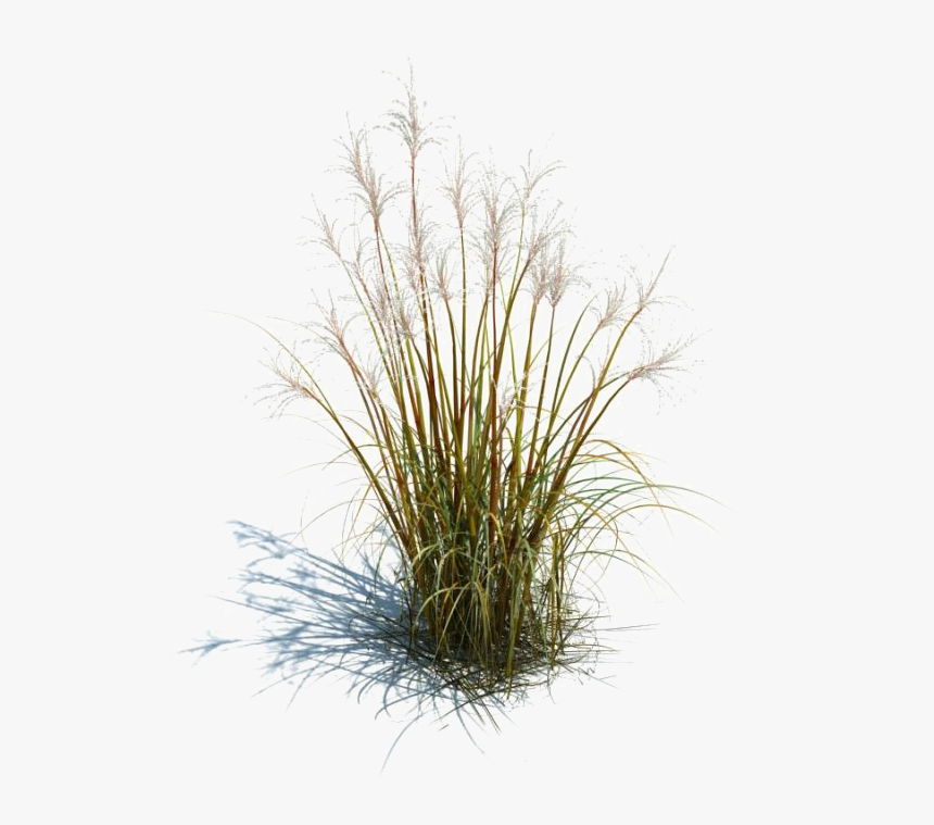 Long Grass Transparent Images - Long Grass Png, Png Download, Free Download