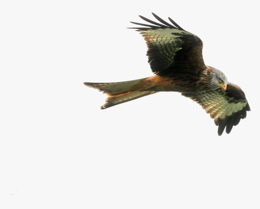 Hawk Png Image - Hawk Png, Transparent Png, Free Download