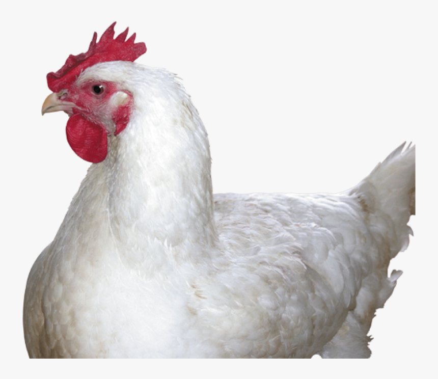 Chicken Head Png - Chicken Png, Transparent Png, Free Download