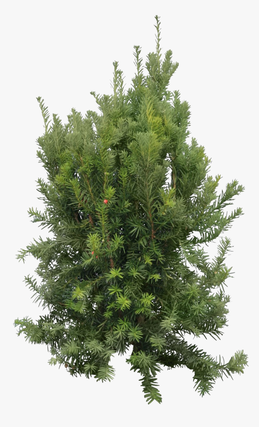 Cedar Tree Without Background, HD Png Download, Free Download