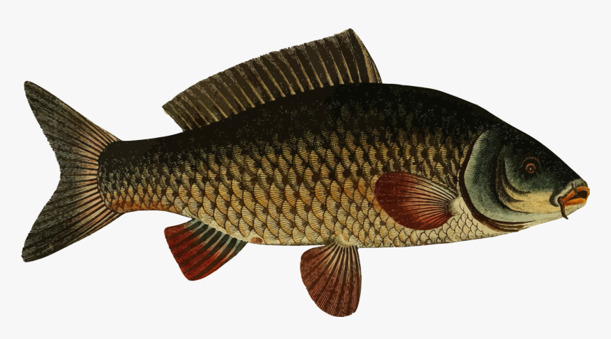 Big Fish, Display - Carp Transparent, HD Png Download, Free Download