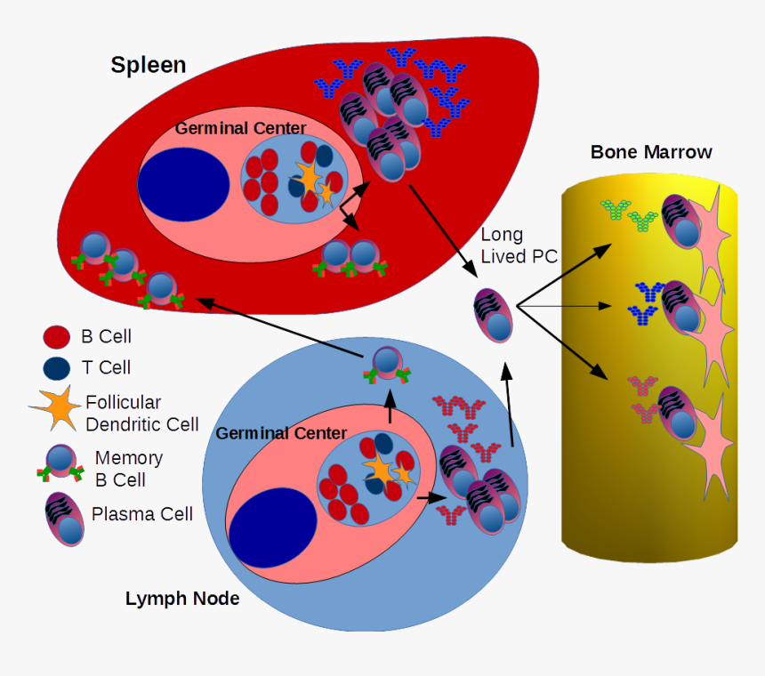 Development Of Memory B Cells & Antibody Producing - B Cell Activation Spleen, HD Png Download, Free Download