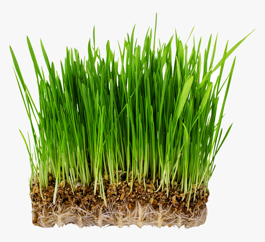 Grass - Semillas Germinadas De Cesped, HD Png Download, Free Download