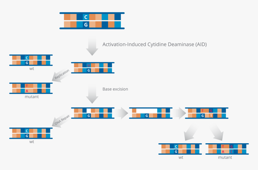 Somatic Hypermutation Enzyme, HD Png Download, Free Download