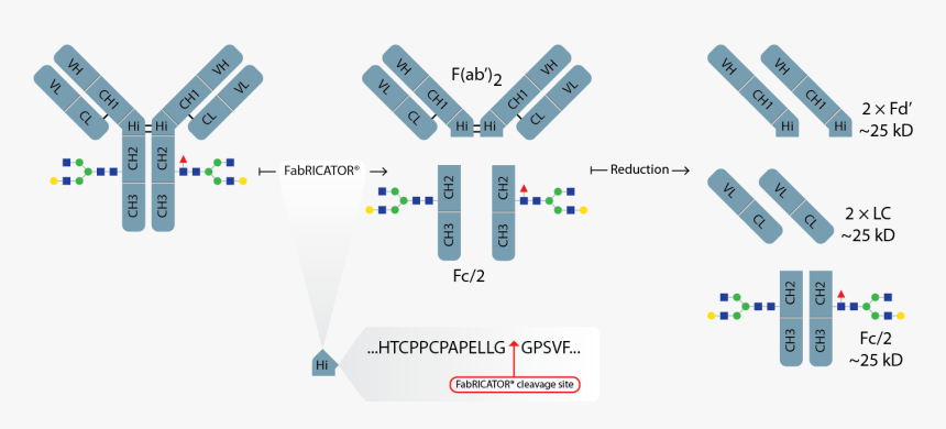 Fabricator Workflow - Fd Antibody Fragment, HD Png Download, Free Download