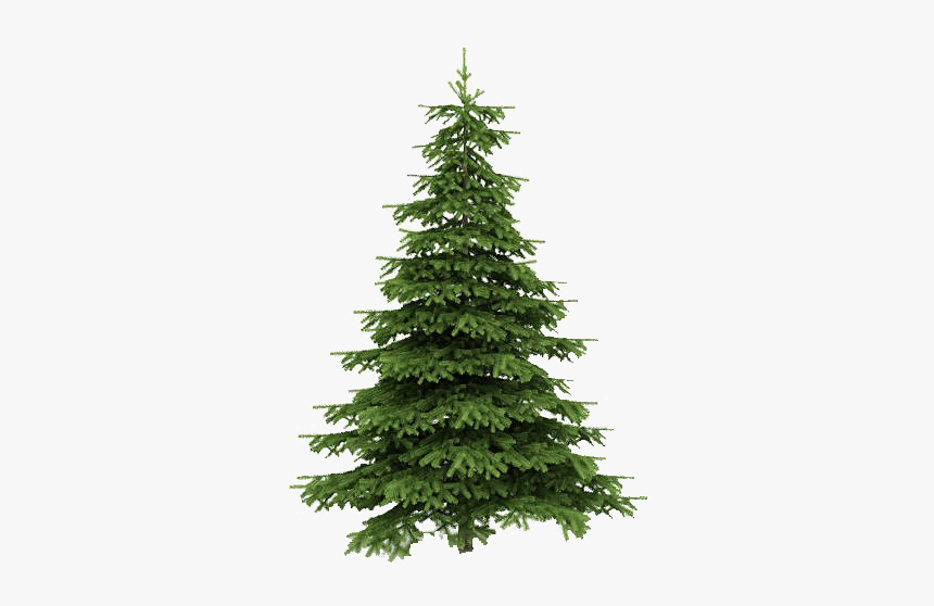 Fir Tree Png Transparent Image - Real Christmas Trees Png, Png Download, Free Download
