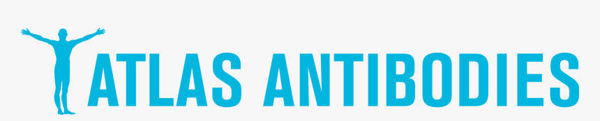 Atlas Antibodies Logo, HD Png Download, Free Download