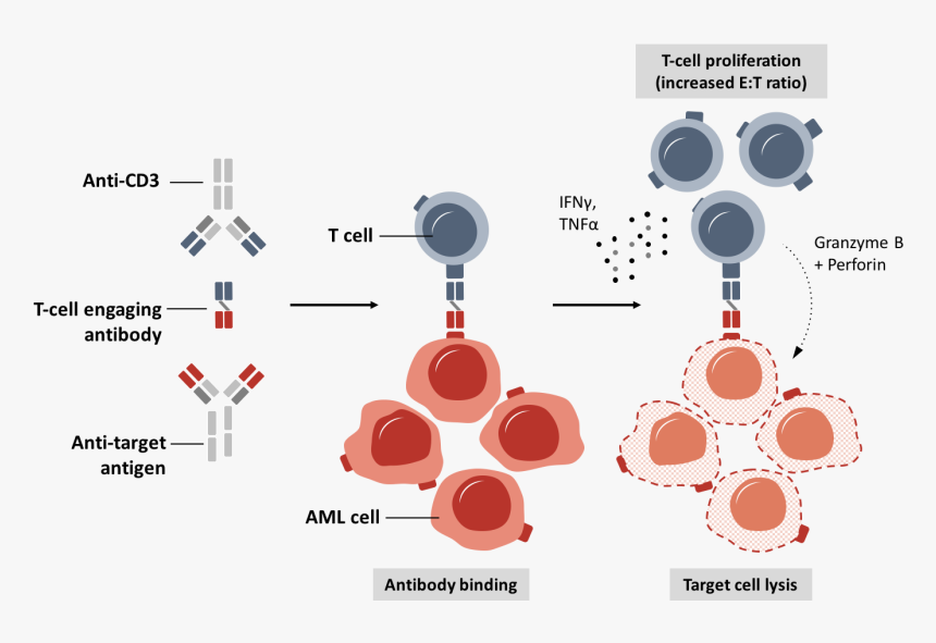 Research Antibodies, HD Png Download, Free Download