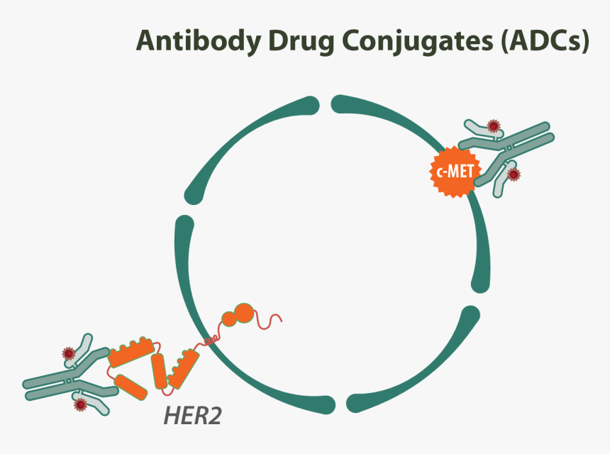 Antibody Drug Conjugates Therapeutics, HD Png Download, Free Download