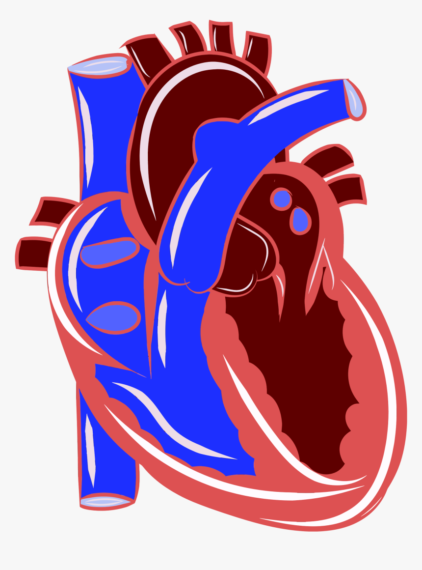 Anatomy Of The Heart Clipart - Chamber Pumps Blood Most Strongly, HD Png Download, Free Download