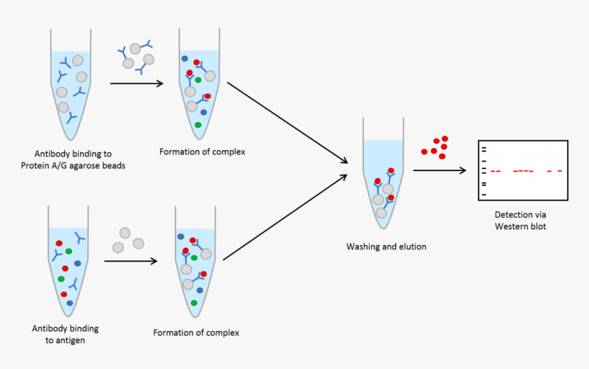 Immunoprecipitation Process - Protein Immunoprecipitation, HD Png Download, Free Download