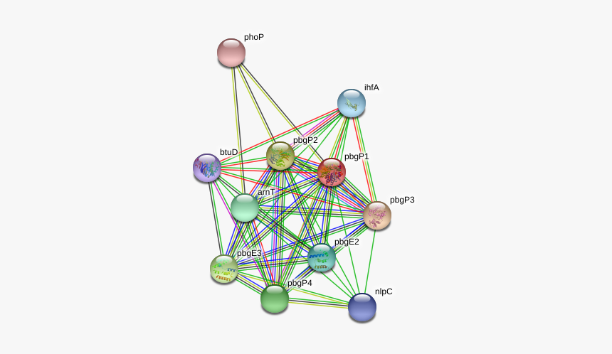 Pbgp1 Protein - Circle, HD Png Download, Free Download